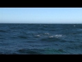 Video: Esta ballena 'dispara' arcoíris