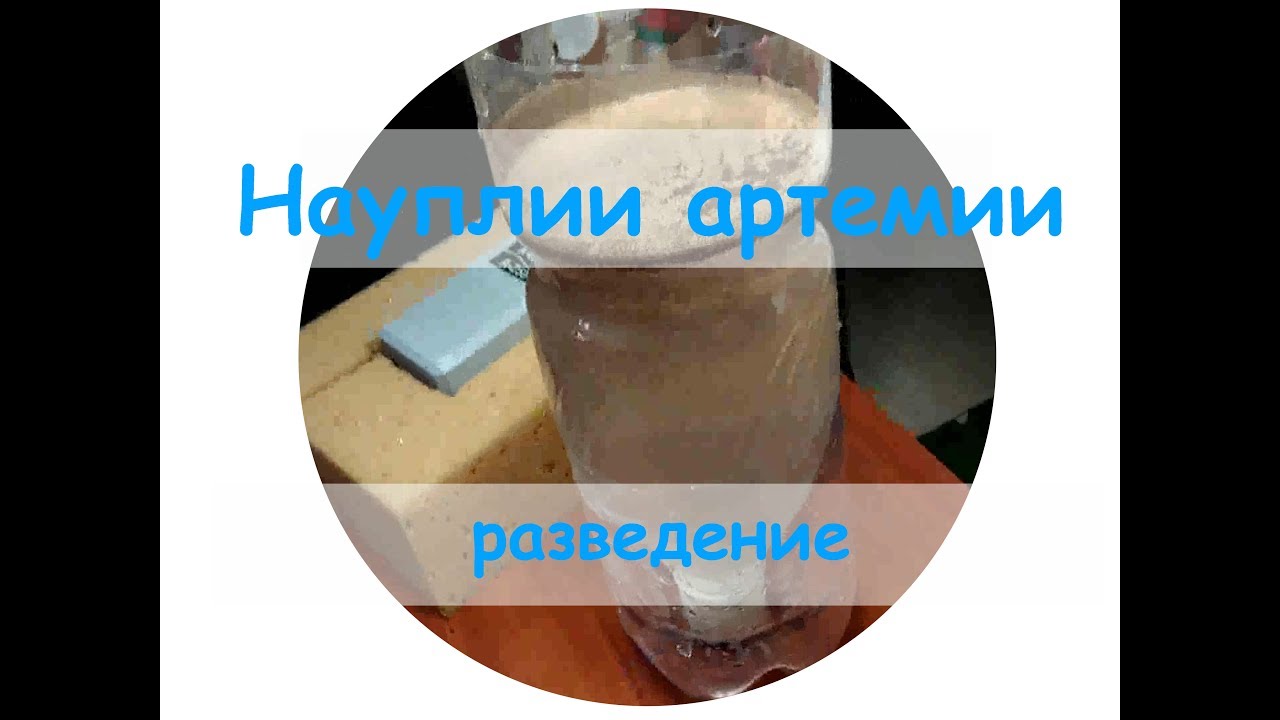 Науплия и артемия выращивание как разводить 56