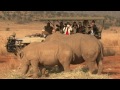 Afrique du Sud: sensibilisation sur le trafic de corne