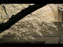 2008桜（稚葉の春節／ZABADAK）