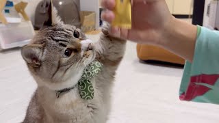 【便利】これで猫が水を飲んでくれるようになりました