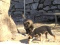 Orso