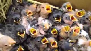 Feeding tamed Java sparrow babies