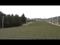 ためしてガッテン 掛川茶畑ツアー 茶畑3 ／掛川一風堂
