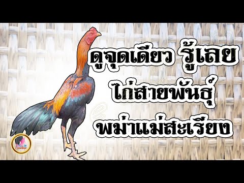 เหล่าสายพันธุ์ไก่พม่าแม่สะเรียงยอดนิยม...!!!
