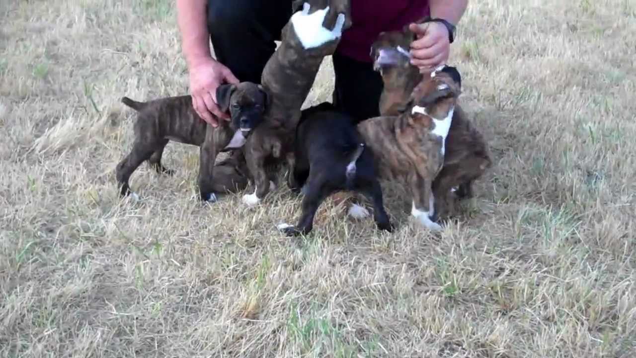 grey boxer puppies grey boxer grey boxer puppies grey boxer