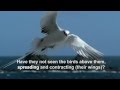 Surah Mulk (The Kingdom) - Mishary Rashid Al-Afasy (Studio Recording) سورة الملك.
