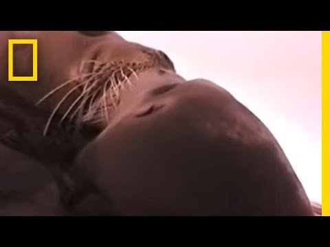 Crittercam POV: Seal Mom Pup