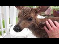 Fawn Rescue