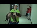 The Face of Dogfighting: One Dog's Incredible Journey