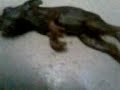 image Anak Durhaka Di Kutuk Menjadi Tikus