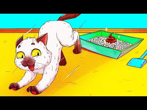 11 Things Your Cat Doesn't Like About You