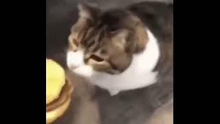 Cheeseburger Cat Meme