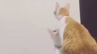 funny cat