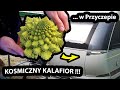 Kalafior w Przyczepie Kempingowej !!! - Gotujemy ROMANESCO i ...