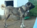 kangal köpek çiftliği, www.kangalal.com - Film Yorum