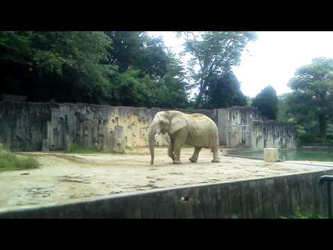 東山動物・アフリカ象．3GP