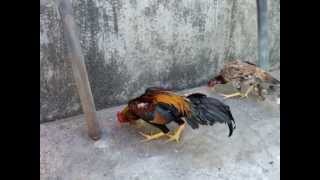 Regressao De Raças,aseel,shamo,e Jungle Fowl,especimes Fone