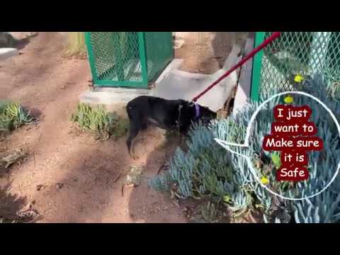 Tyson's Toy Burying Adventure!