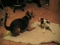 Dog Fighting in Ny TheOutlawVideoSS and MudMama's Dogs