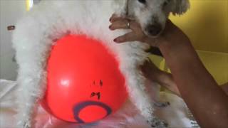 VET TERAPIAS: Tom, Poodle, 17 anos, Dor coluna e quadril, Dificulade para andar, fortes dores.
