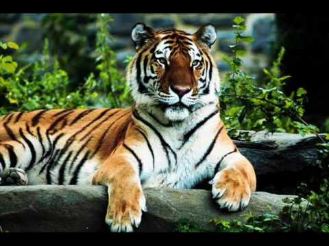 The eye of the tiger Video