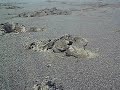 image Pengalaman Main Di Pantai Kutoarjo Purworejo