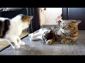Funny Cats and Cute Kittens Playing Compilation for laugh !