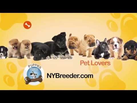 puppies for sale bronx ny puppies for sale bronx ny 914 949 7877 ny breeder puppies for sale bronx ny puppies for sale bronx ny 914 949 7877 ny breeder