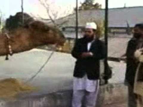 How+To+Do+Qurbani How To Do Qurbani http://fun4universe.com/video-converter/top/camel ...