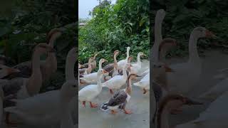 Duck