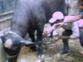 Danger Cow Qurbani In Dehli Colony