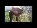 Huge Hand-Caught Bullfrog!