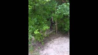 All Game Kennels Spring Pole