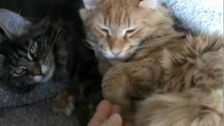 Hope Et Garfield...besoin Dune Maman