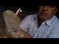 indian pigeon