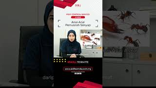 Anai Anai Pemusnah Senyap