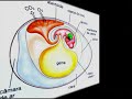 embriologia