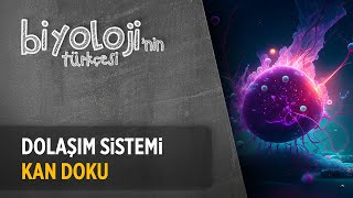 Dolaşım Sistemi Kan Doku