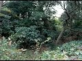 rikyu