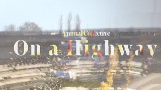 Watch Animal Collective On A Highway video