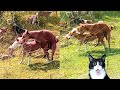Dog Mating Video,Dog Video,Dogs In Action/BreeDing /Mating,#dog#dogs