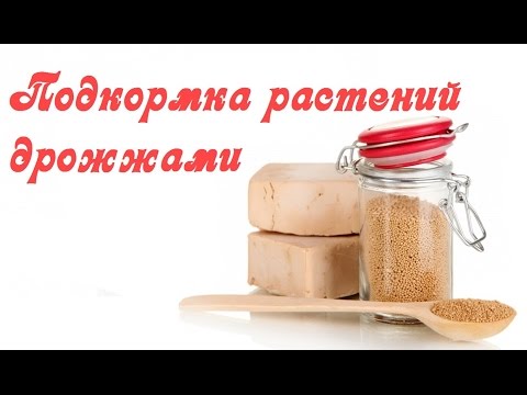 Удобрение цветов дрожжами отзывы Удобрение цветов дрожжами отзывы