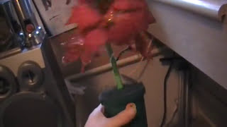 Percy The Puny Poinsetta