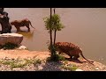 Video Тигры нападают на утку