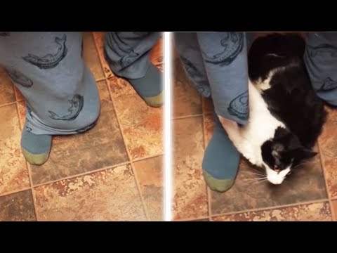 When The Catnip Kicks In | Funny Cats Compilation