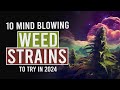 10 MUST TRY Cannabis Strains for 2024!