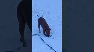 Paterdalle Terrier Playing In The Snow