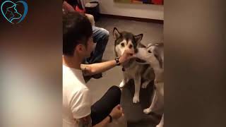 Top 100 Highlights of ANIMALS SUPER FUNNY ANIMALS