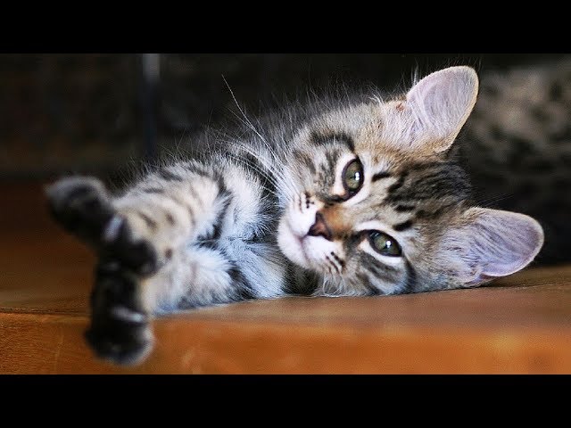 All Kittens Want Is To Sleep - Video